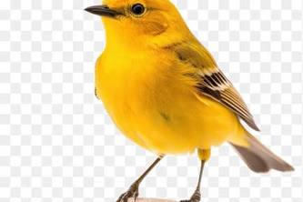 callcanary