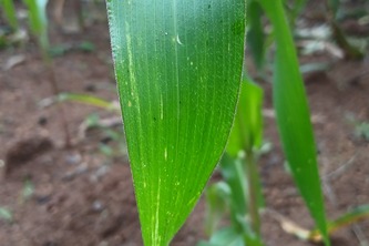 AgriScout