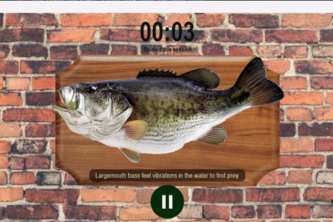 School of Bass
