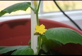 Local, sustainable agriculture network  