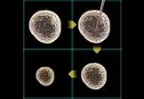 Tibbetts Nomination - Nanoparticle BioChem, Inc.