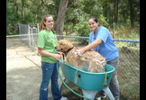 Volunteering with Service Dogs!