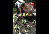 Planting hope
