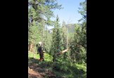 Droppin beetle kill!