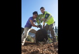 Planting the Urban Forest