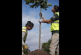Cities need trees too!