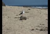 Pound Sand