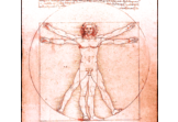 Vitruvian Universal Form