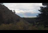 The Forest