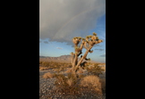 Nevada desert