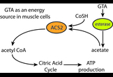 Aryan Namboodiri, Ph.D.; Use of glyceryltriacetate to reduce fatigue and improve physical performance