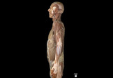 AnatomyLab