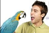 Speak Perfect English - Basic