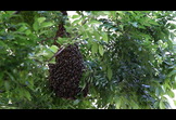 Honeybee Democracy
