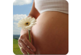 Pregnancy Calendar