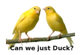 ducking canaries