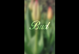Bud