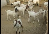 Indus Farm