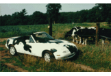 CowHaxxxx