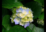 Nahid test
