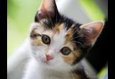 Cat Facts
