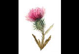 Thistle