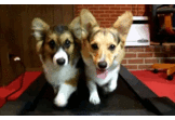 Puppies- First-Time Hacker