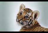 Tiger Tuesday