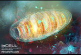 InCELL VR