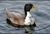 Duck-Duck-Moose