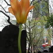 Blanca Carranza's avatar