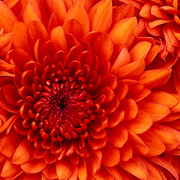 Raymond Lee