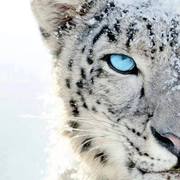 Diana Alonso's avatar