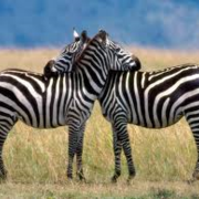 Henock Haile's avatar