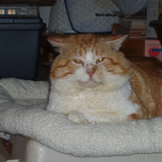 Liana McCoy's avatar