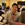 Jeffrey Lin