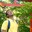 Pranay Roy