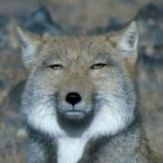 Sho Kobayashi's avatar