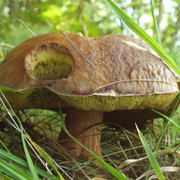 Neil McGibbon's avatar