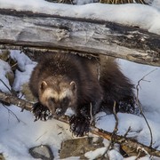 Dave DeWitt's avatar