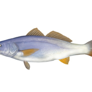 Luis Carrasco's avatar