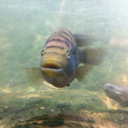 Joseph Rodríguez's avatar