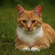 Alexey S's avatar