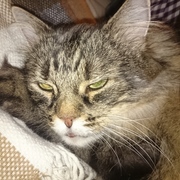 Martin Langosch's avatar