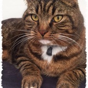 Jaqueline Schäfer's avatar