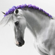 Salma Aleghfeli's avatar