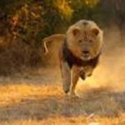 foster oracher's avatar