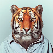 Maarib Sha''s avatar