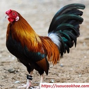 susu caokhoe's avatar