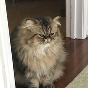 Aliza Borker's avatar